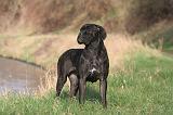 CANE CORSO 1382